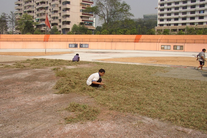 草茎种植